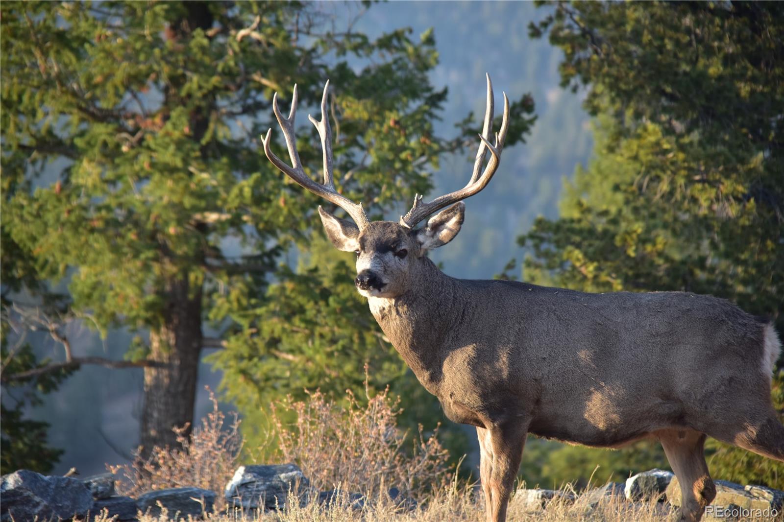 MLS Image #35 for 89  jones creek lane,pine, Colorado