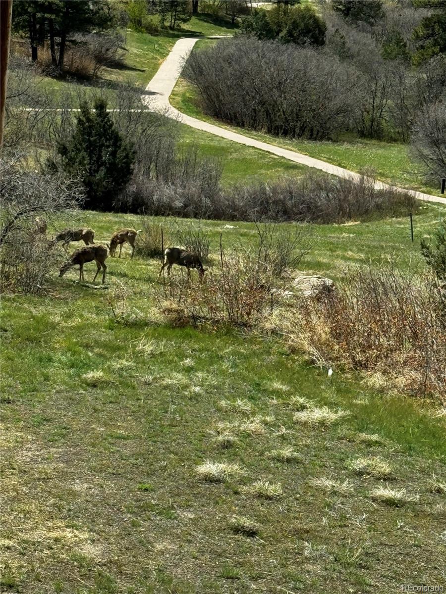 MLS Image #35 for 749  bishop pine way,castle rock, Colorado