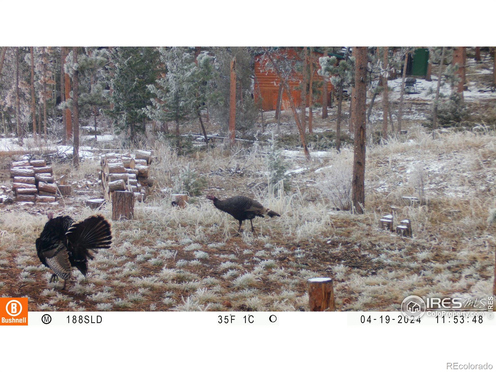 MLS Image #25 for 188  snake lake drive,red feather lakes, Colorado