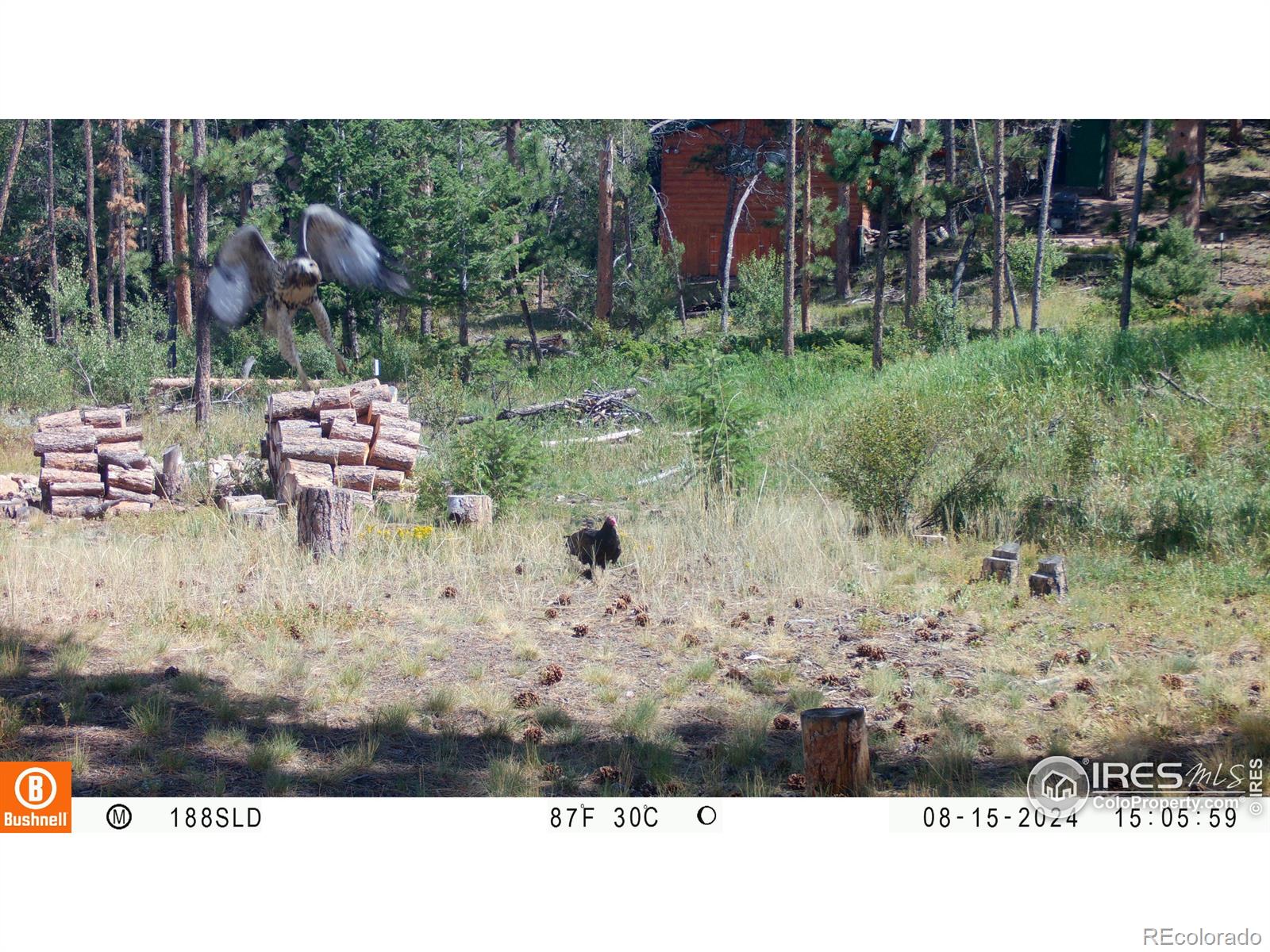 MLS Image #30 for 188  snake lake drive,red feather lakes, Colorado