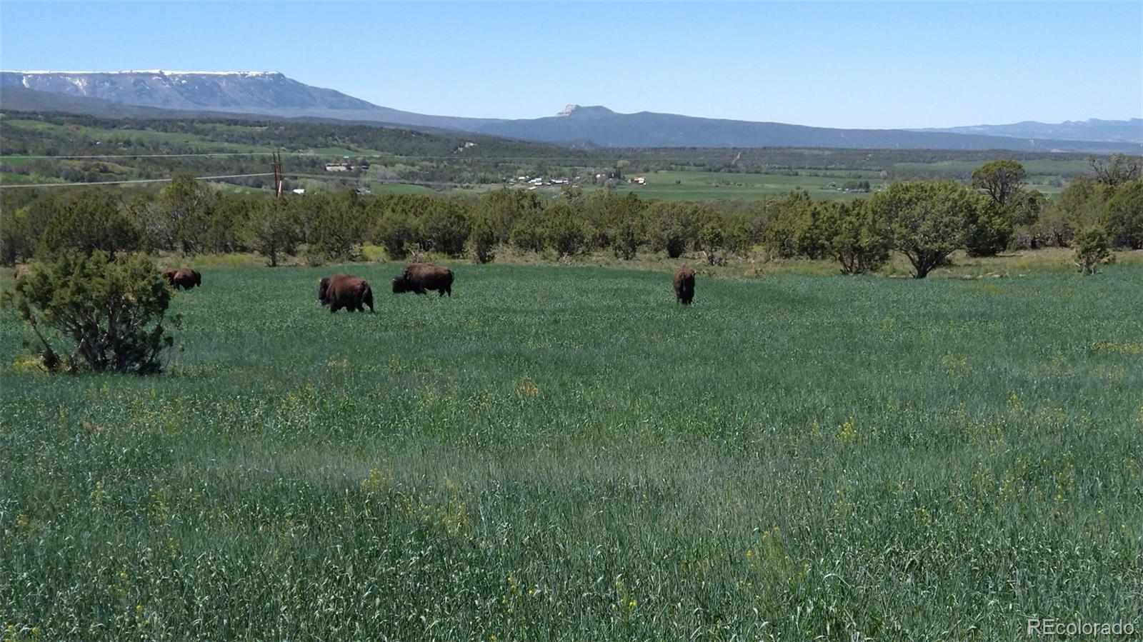 MLS Image #36 for 56001  kk (1 parcel) road,molina, Colorado