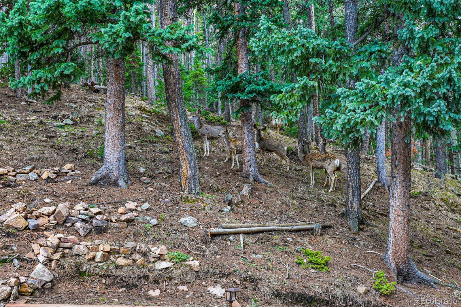MLS Image #31 for 34788  forest estates road,evergreen, Colorado