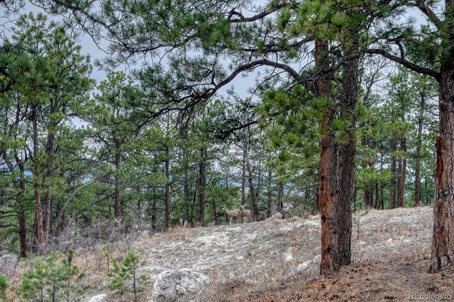 MLS Image #39 for 670 e baptist road,colorado springs, Colorado