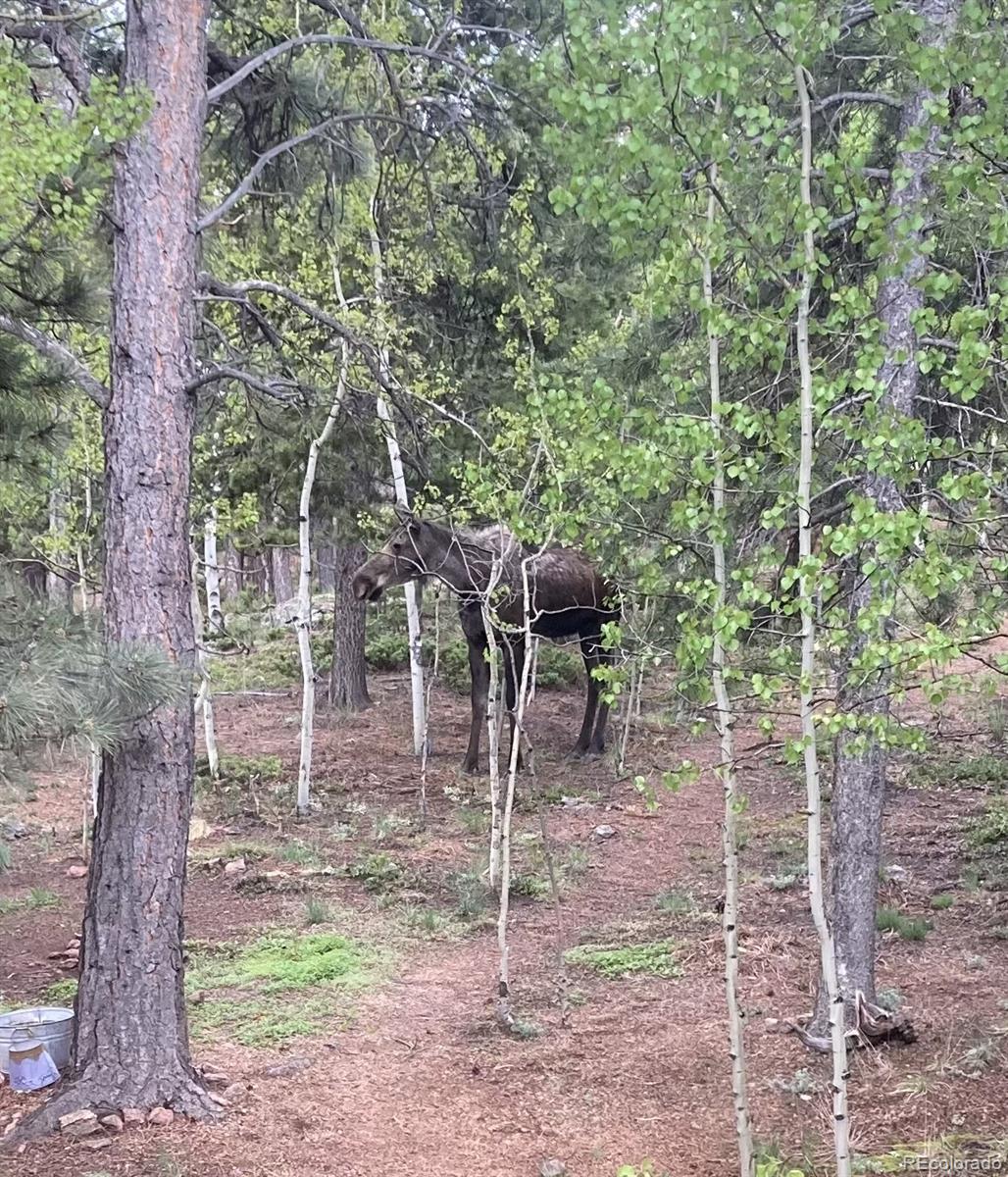 MLS Image #41 for 77 e crosscut ,bailey, Colorado