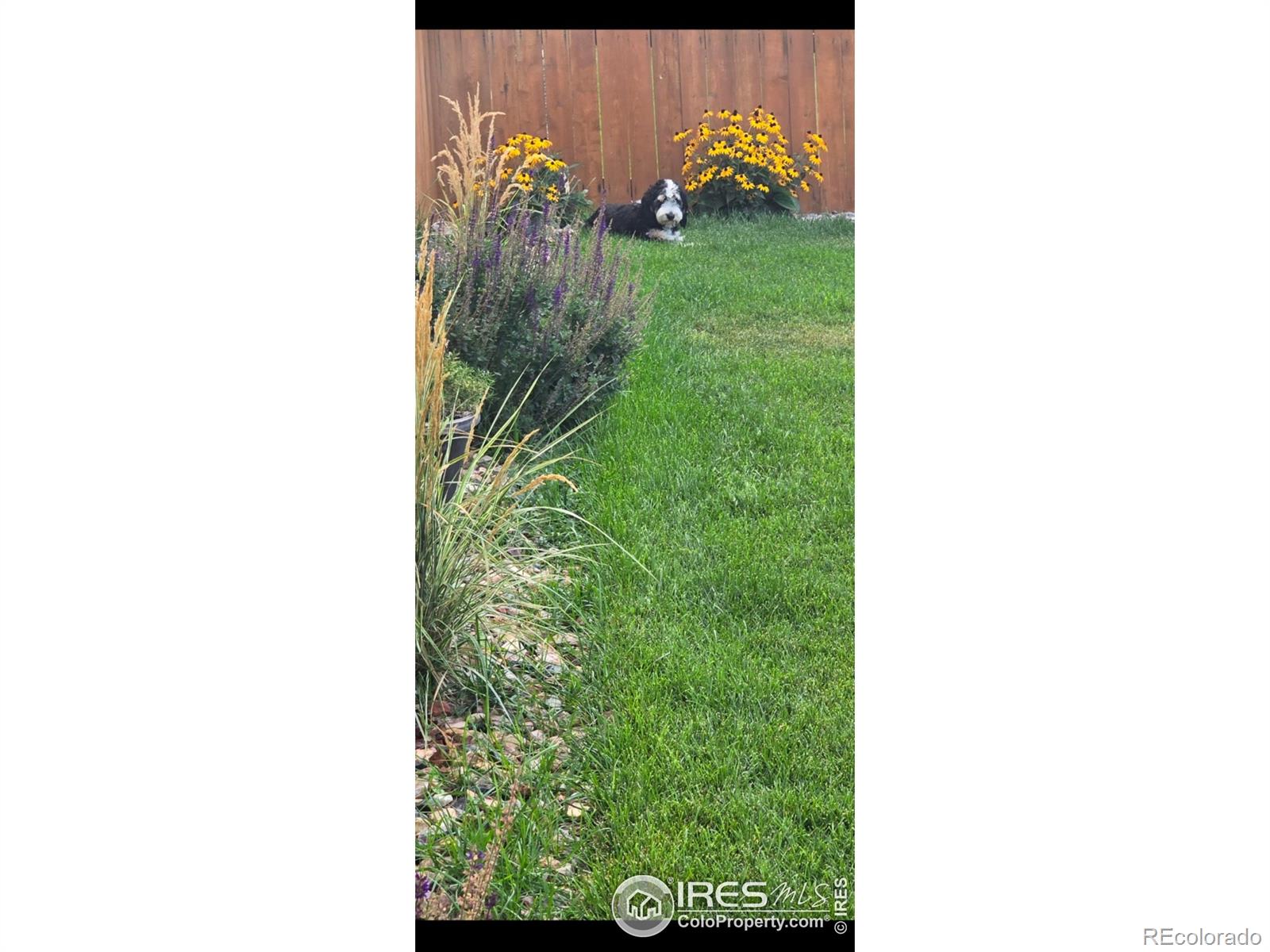 MLS Image #29 for 3759  catmint street,wellington, Colorado