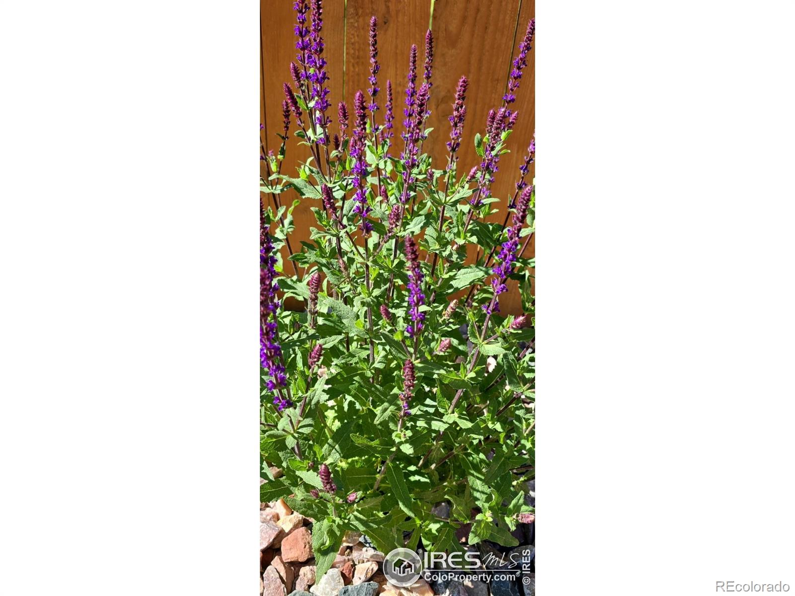 MLS Image #30 for 3759  catmint street,wellington, Colorado