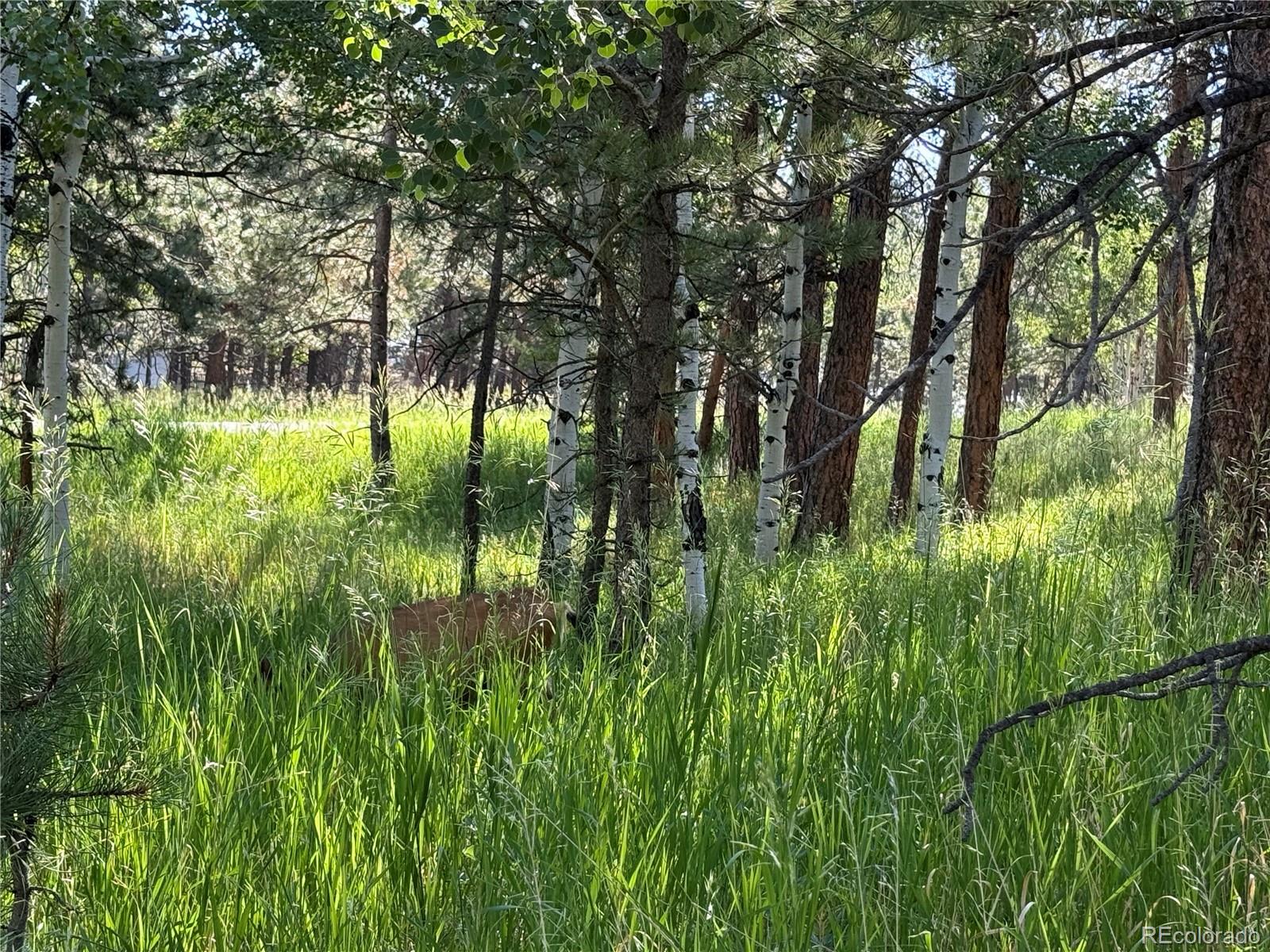 MLS Image #34 for 14  aspen drive,bailey, Colorado