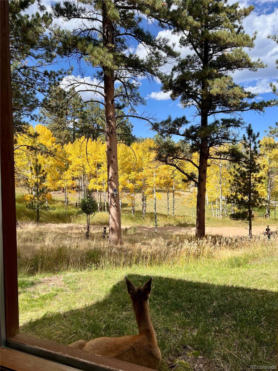 MLS Image #35 for 14  aspen drive,bailey, Colorado