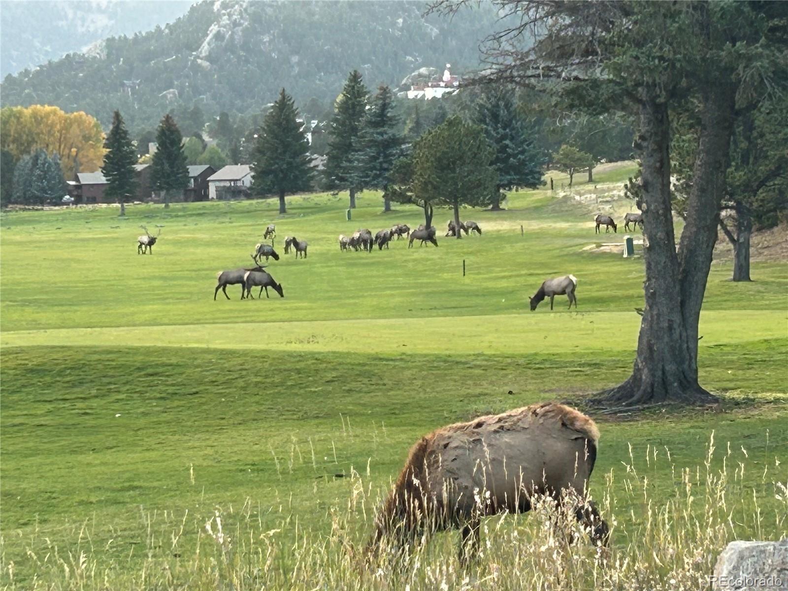 MLS Image #19 for 514  grand estates drive,estes park, Colorado