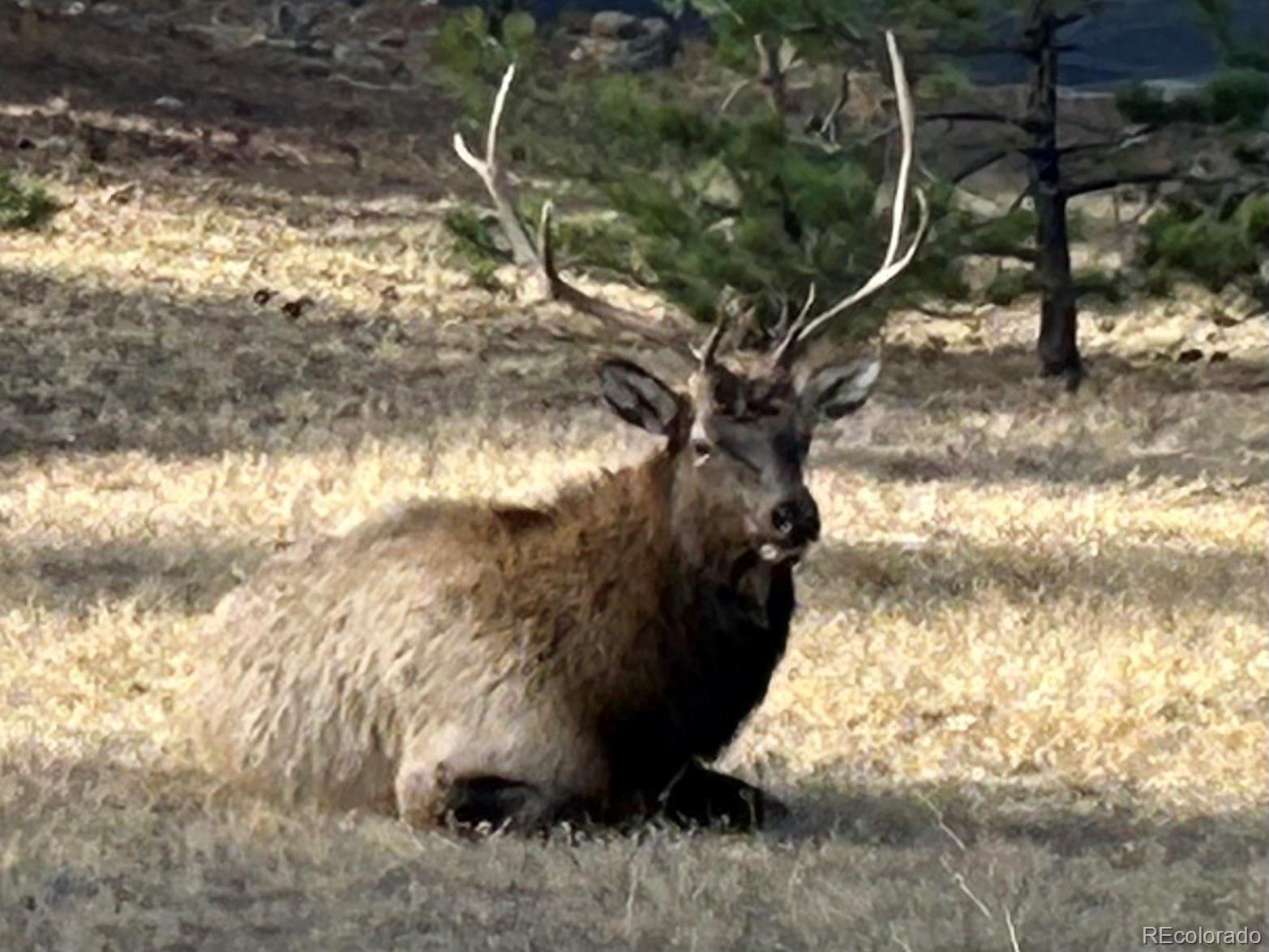 MLS Image #21 for 514  grand estates drive,estes park, Colorado