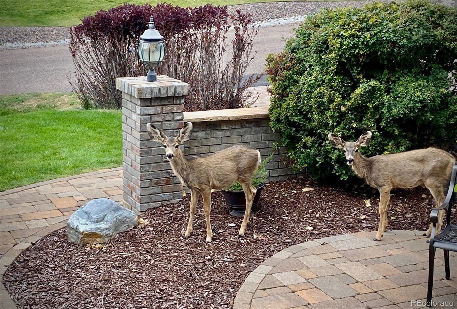 MLS Image #22 for 5  catamount lane,littleton, Colorado
