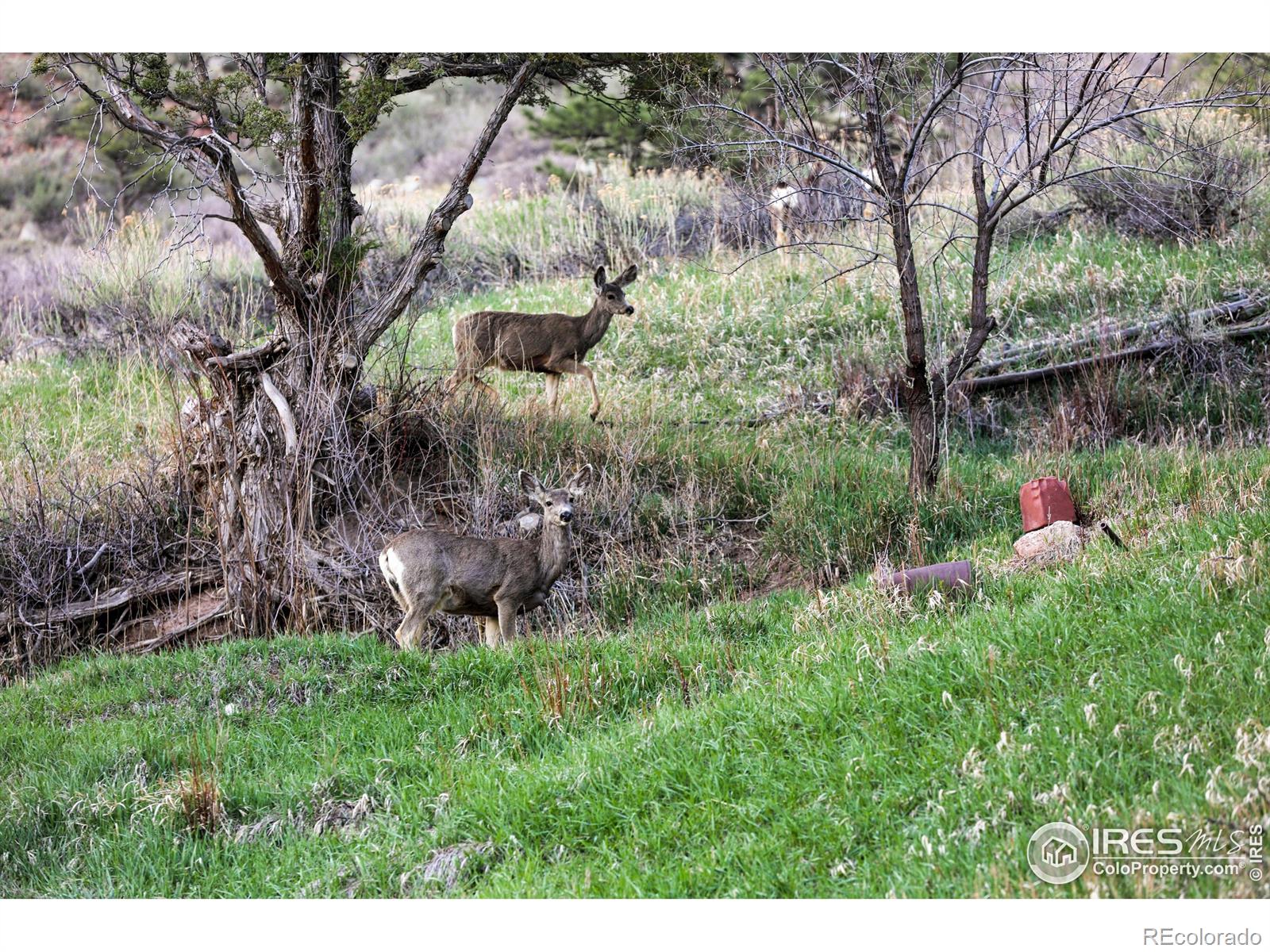 MLS Image #19 for 451  red gulch road,lyons, Colorado