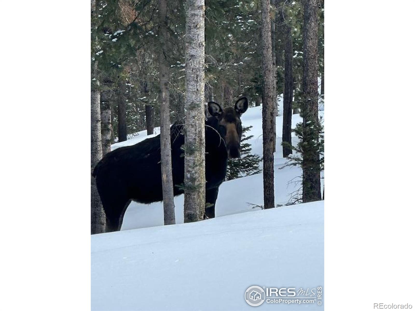 MLS Image #20 for 2356  ottawa way,red feather lakes, Colorado