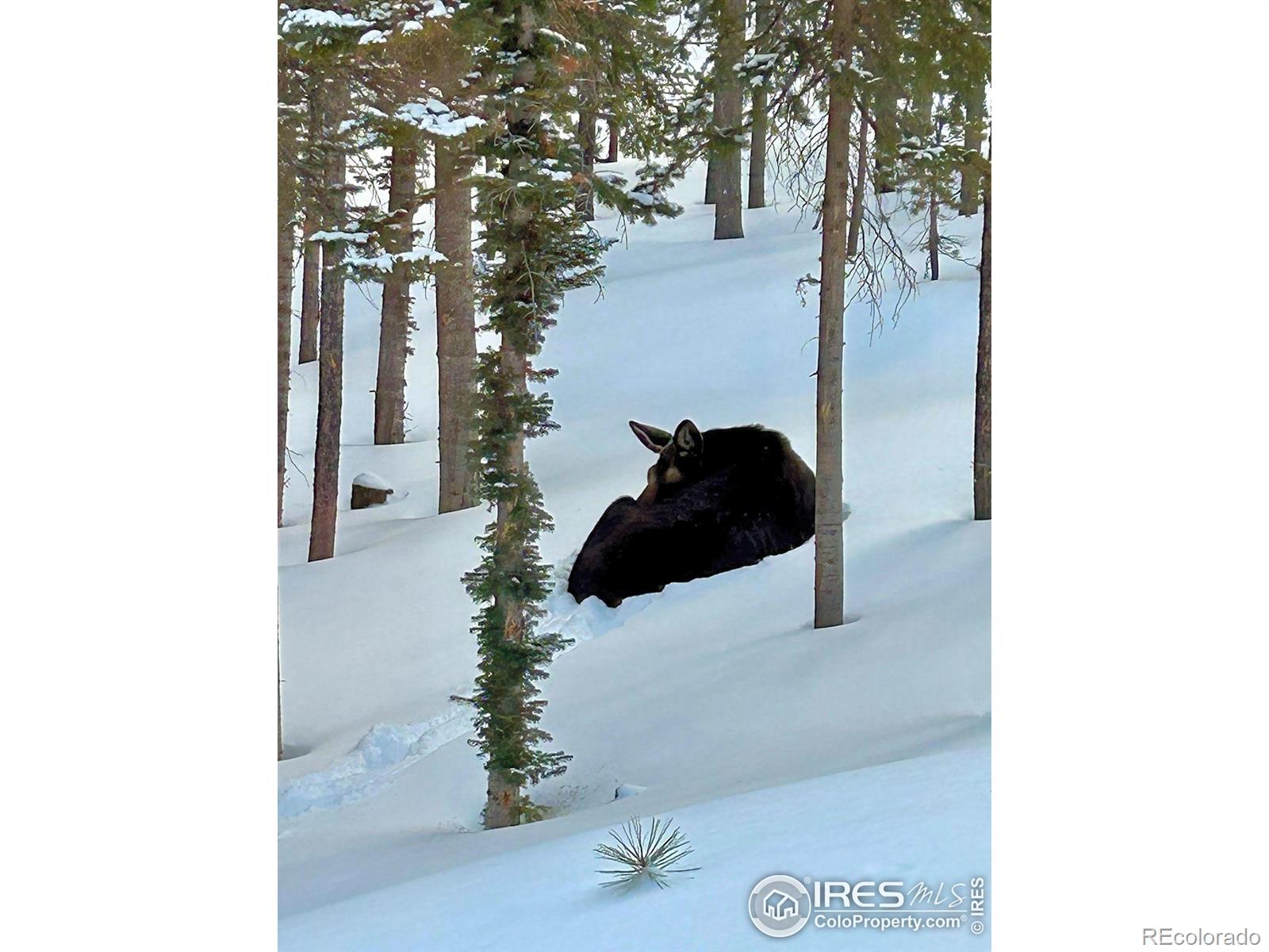 MLS Image #23 for 2356  ottawa way,red feather lakes, Colorado