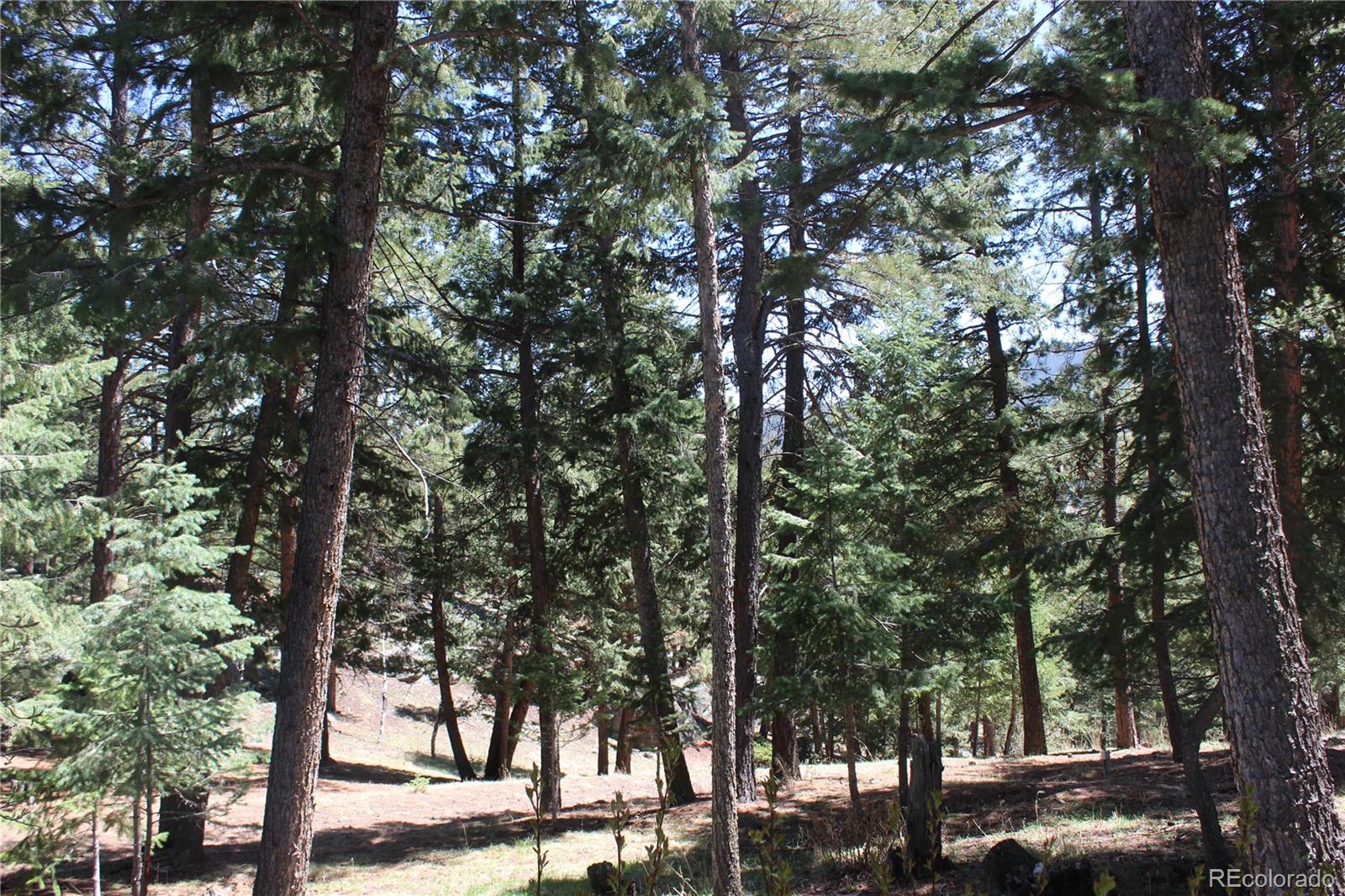MLS Image #6 for 28650  cavan lane,evergreen, Colorado