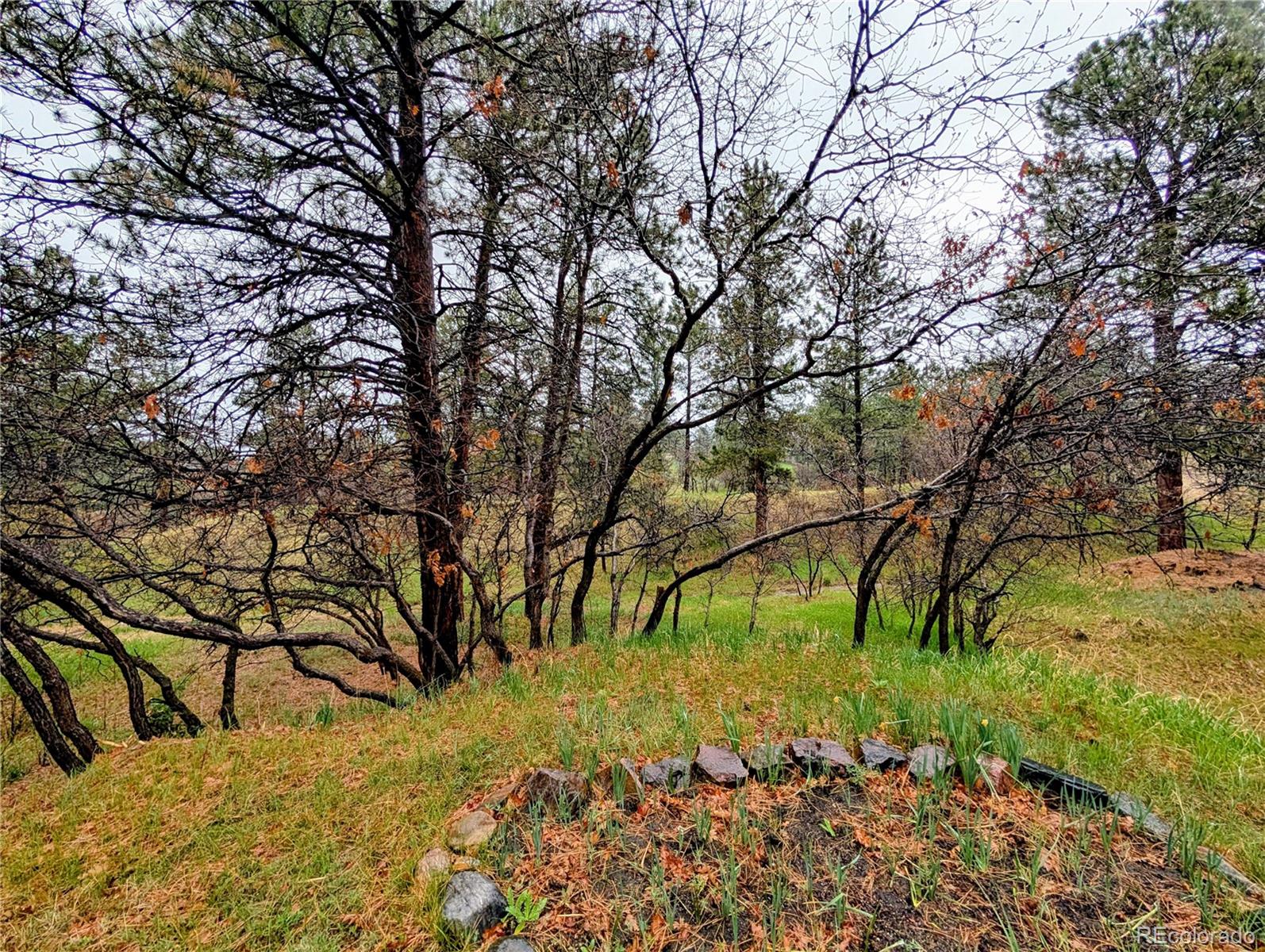 MLS Image #2 for 8409  lightening view drive,parker, Colorado