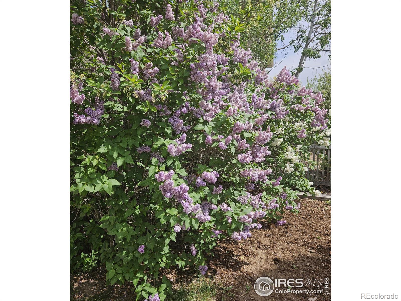MLS Image #38 for 2219  27th avenue,greeley, Colorado
