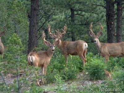 MLS Image #10 for 33247  fishers peak parkway,trinidad, Colorado