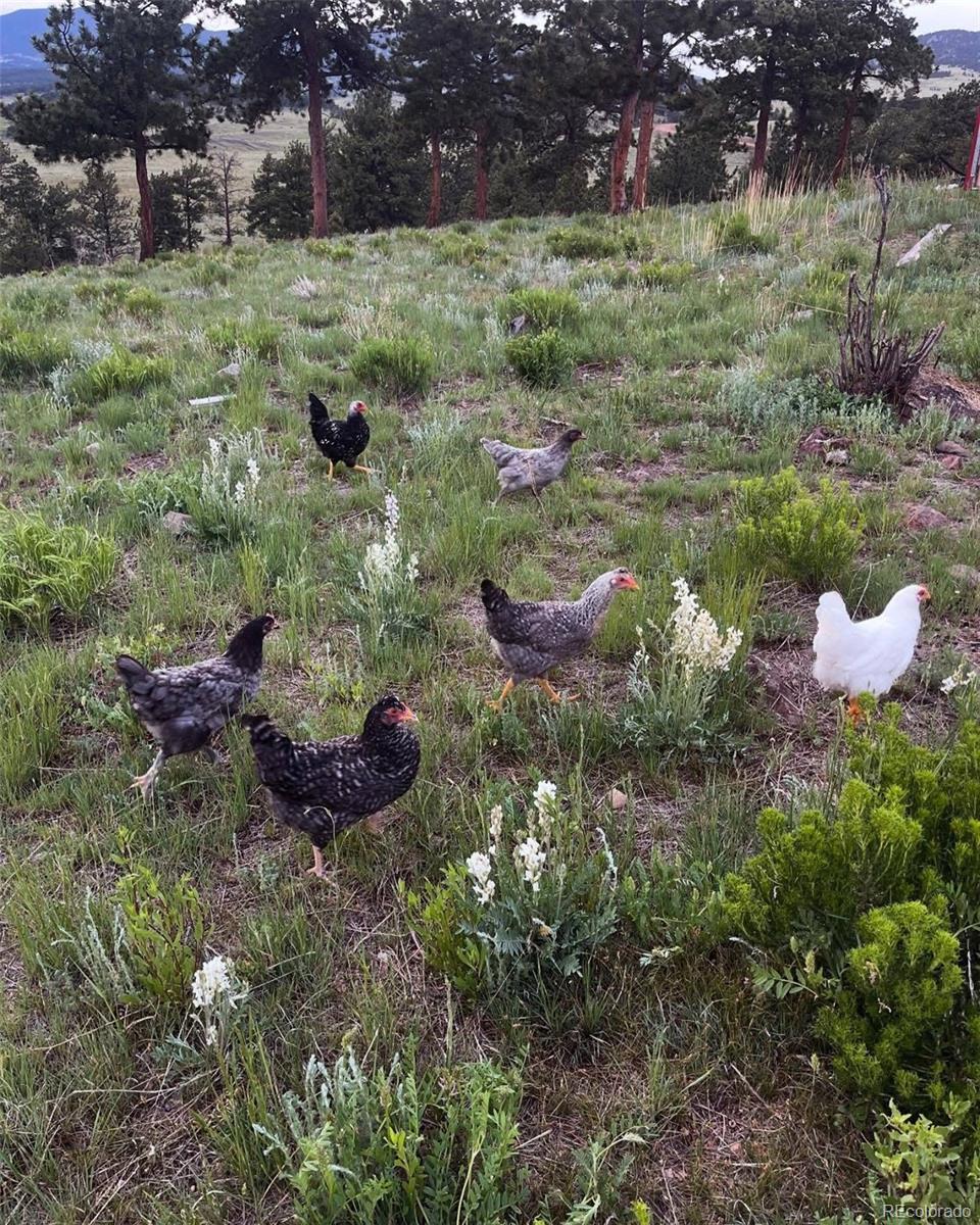 MLS Image #22 for 641  old kathleen trail,guffey, Colorado