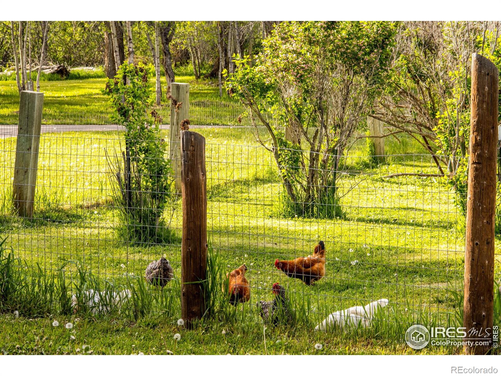MLS Image #34 for 1268  ohana way,bellvue, Colorado