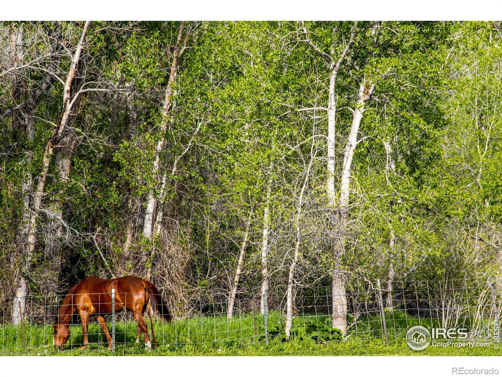 MLS Image #8 for 1268  ohana way,bellvue, Colorado