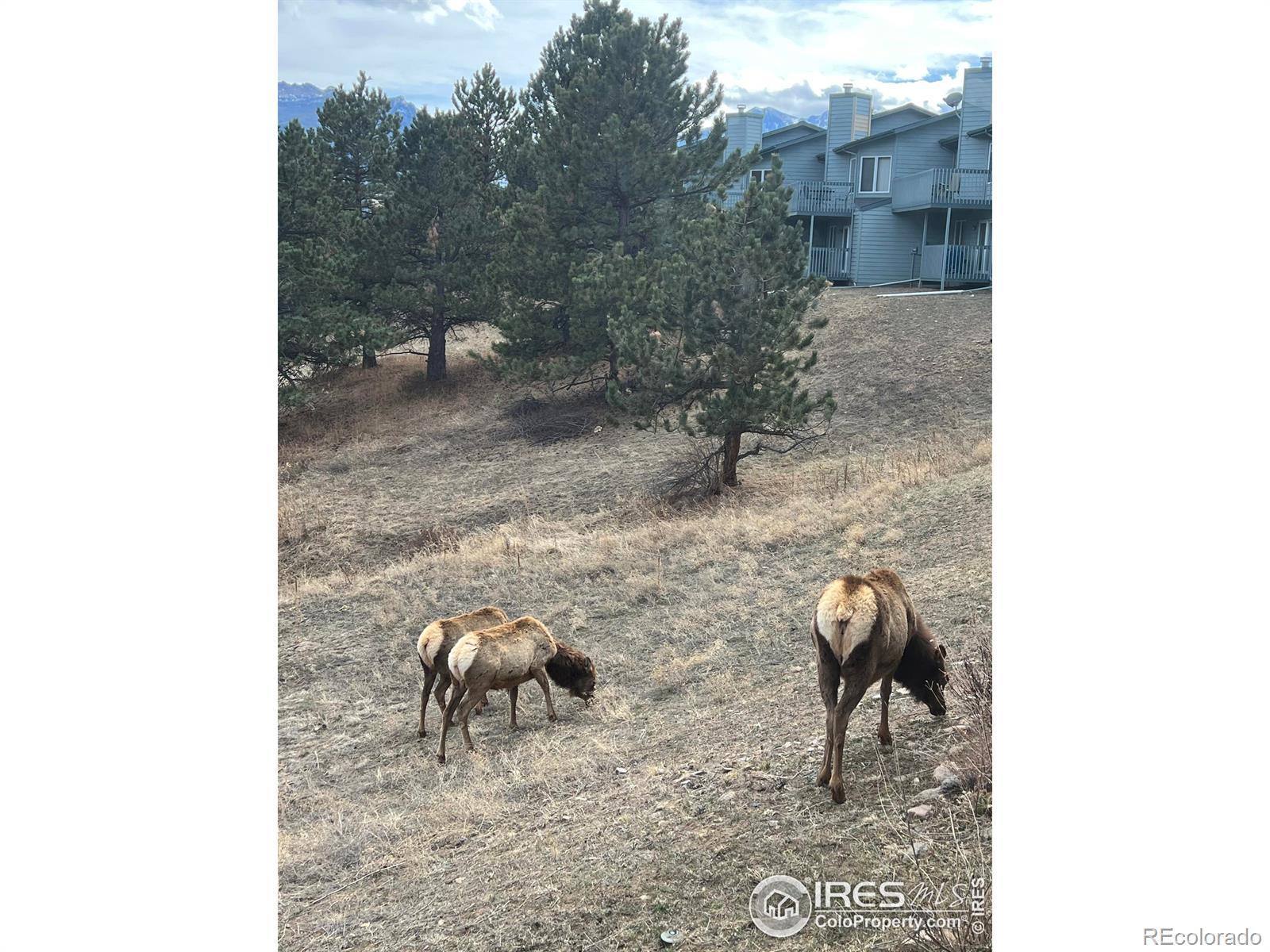 MLS Image #34 for 1861  raven avenue,estes park, Colorado