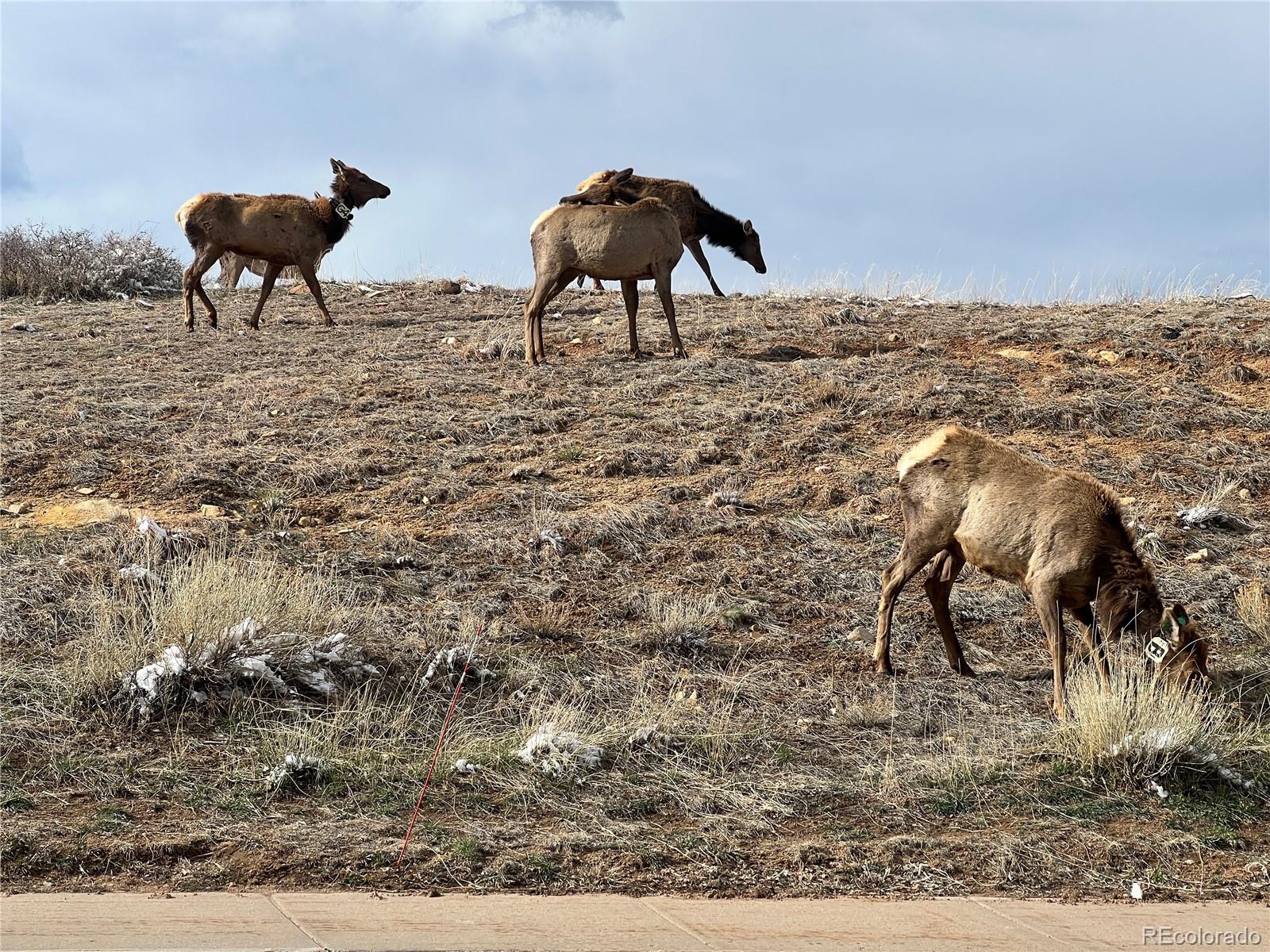 MLS Image #44 for 828  rabbit run drive,golden, Colorado