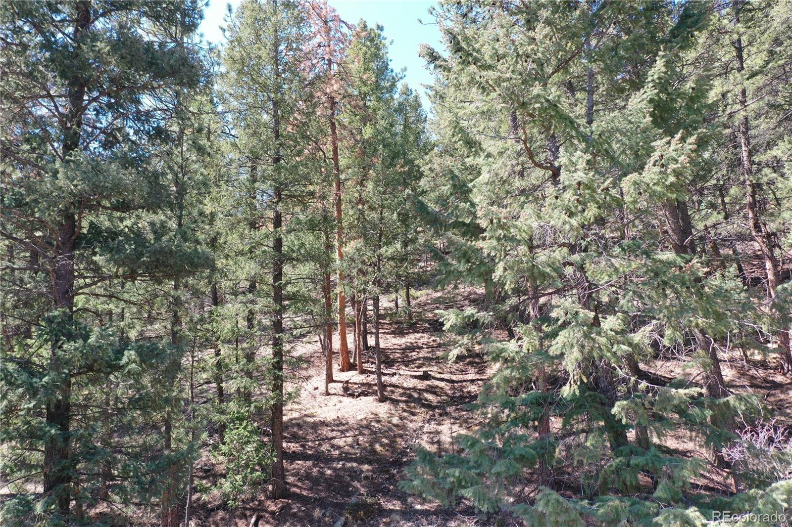 MLS Image #19 for 1269  roland drive,bailey, Colorado