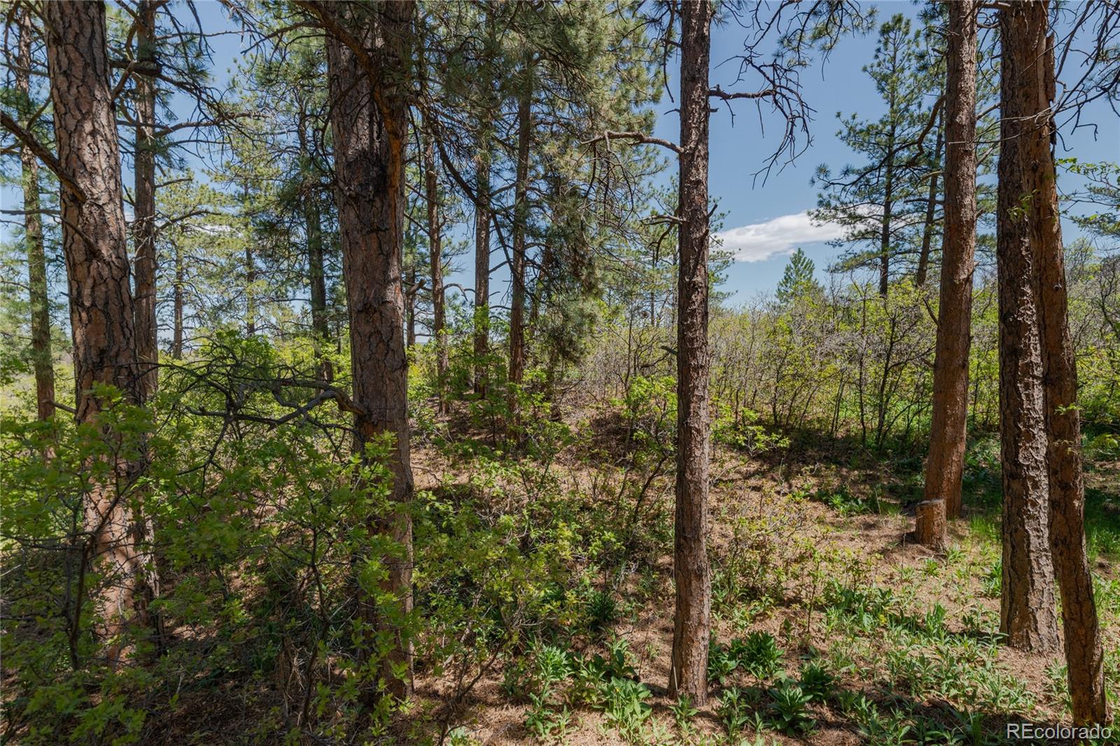 MLS Image #36 for 2045  pine wood road,sedalia, Colorado
