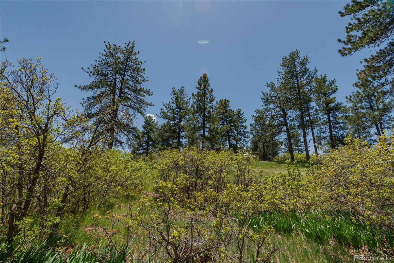 MLS Image #41 for 2045  pine wood road,sedalia, Colorado