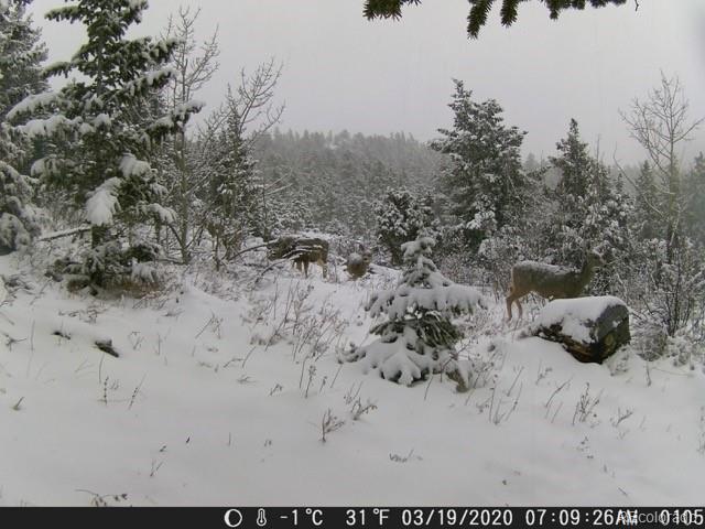 MLS Image #33 for 73  elk way,drake, Colorado