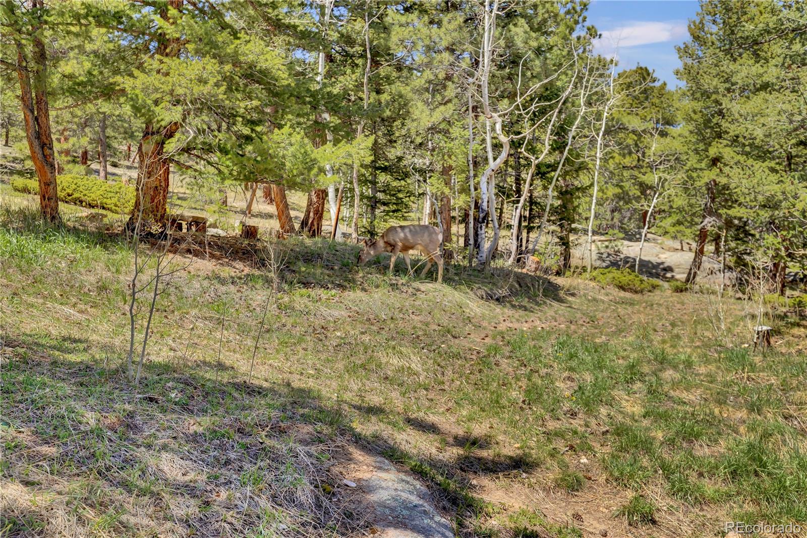MLS Image #4 for 32187  sylvan road,golden, Colorado