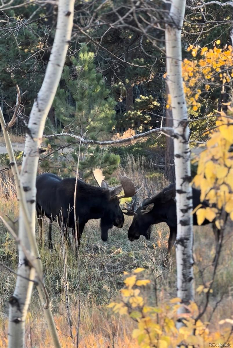 MLS Image #42 for 597  pine glade road,nederland, Colorado