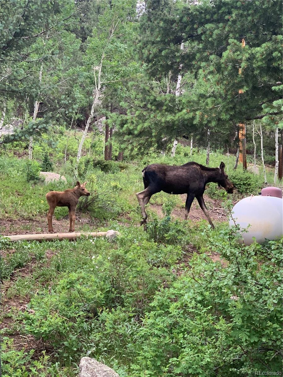 MLS Image #48 for 597  pine glade road,nederland, Colorado
