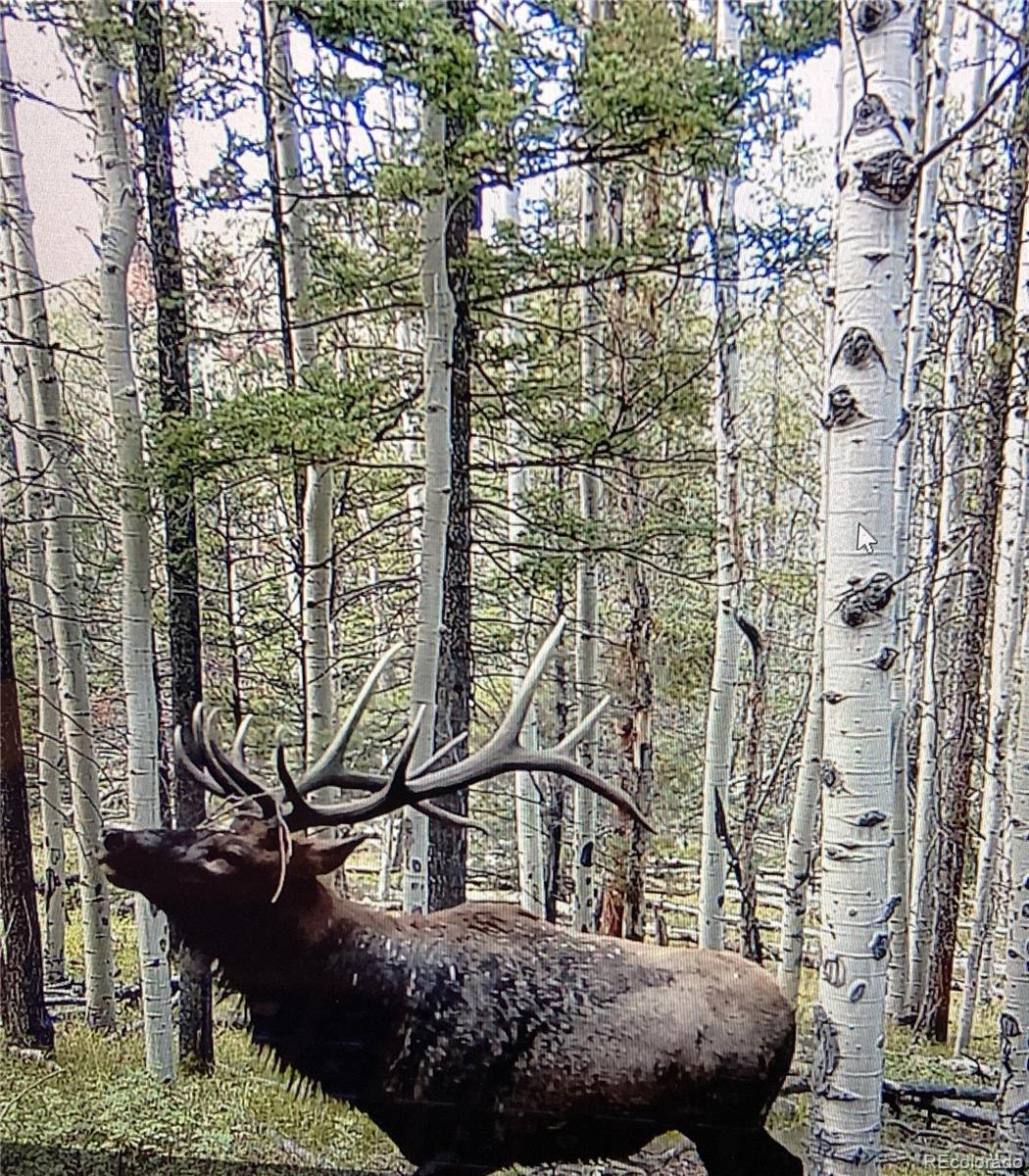 MLS Image #36 for 53  silver creek lake ,villa grove, Colorado