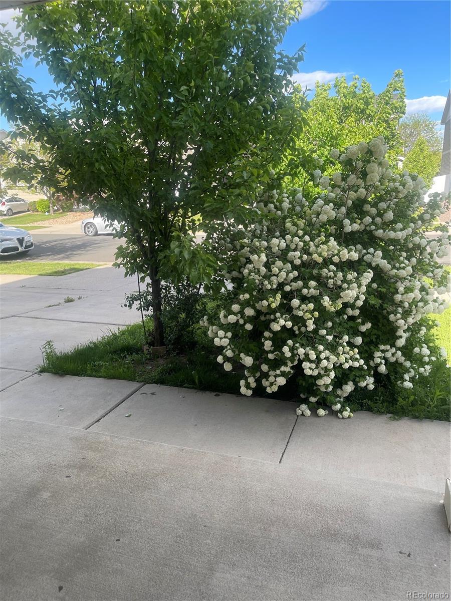 MLS Image #31 for 5537  malta street,denver, Colorado