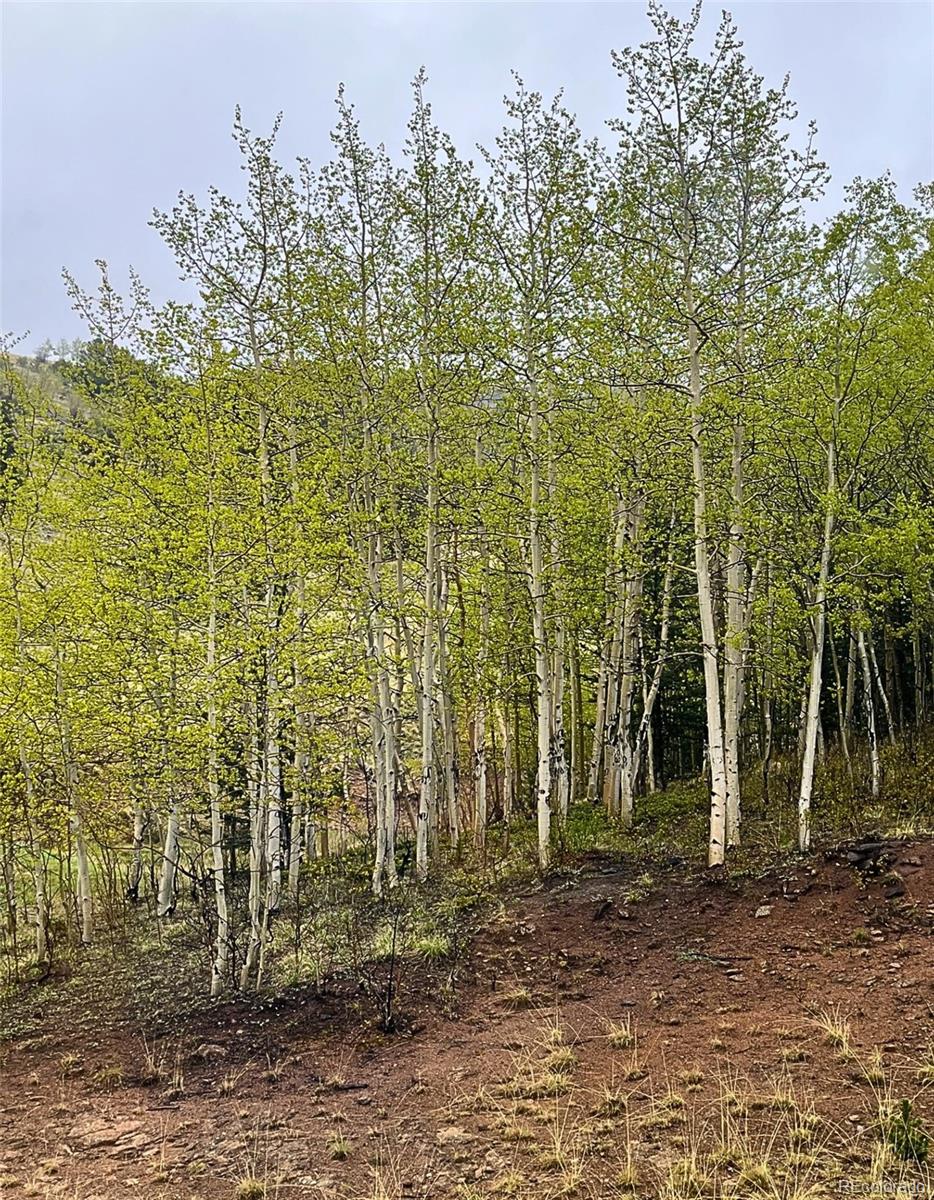 MLS Image #23 for 1536  county road 1 ,cripple creek, Colorado