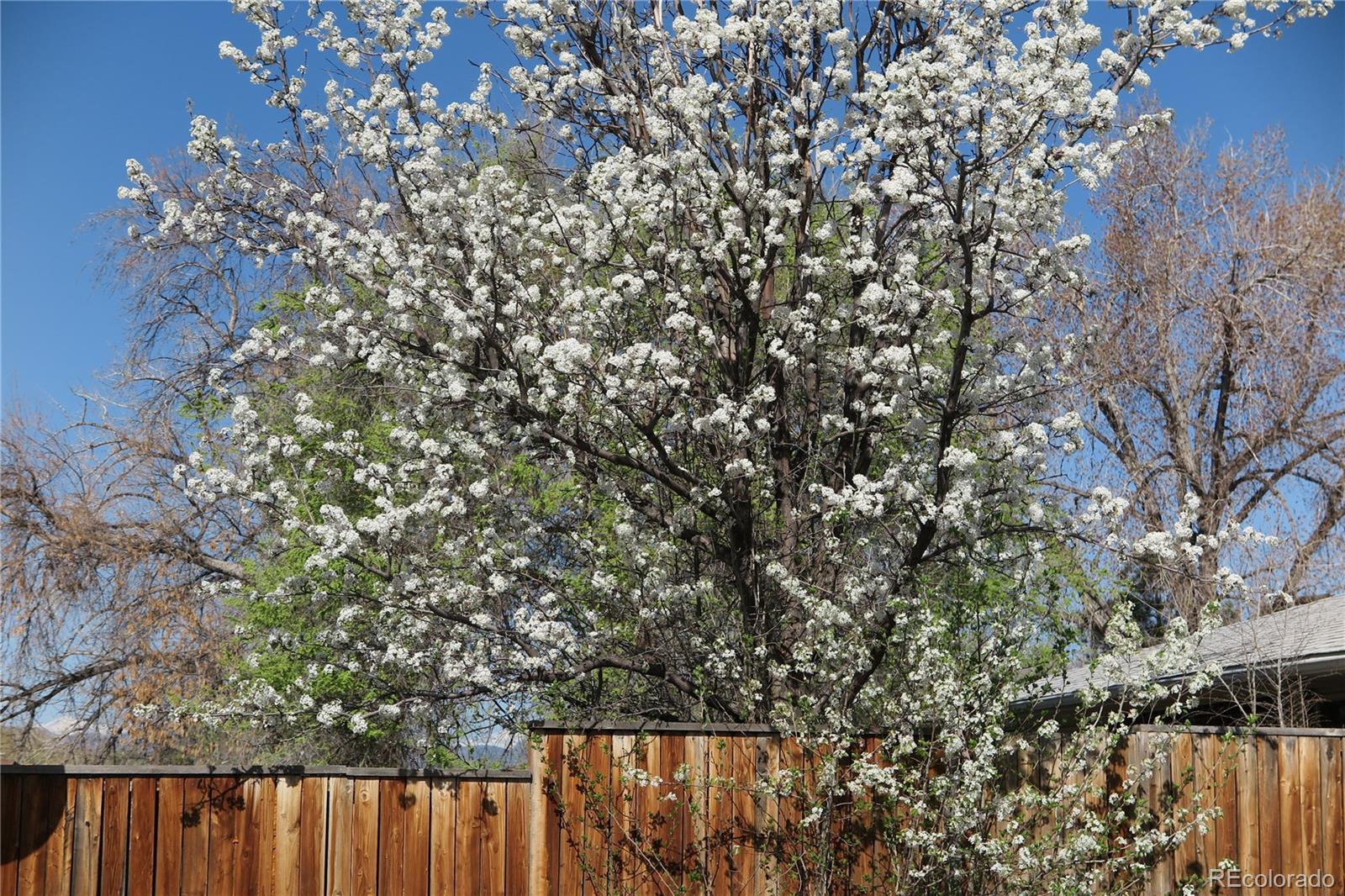 MLS Image #30 for 305  cottonwood court,longmont, Colorado