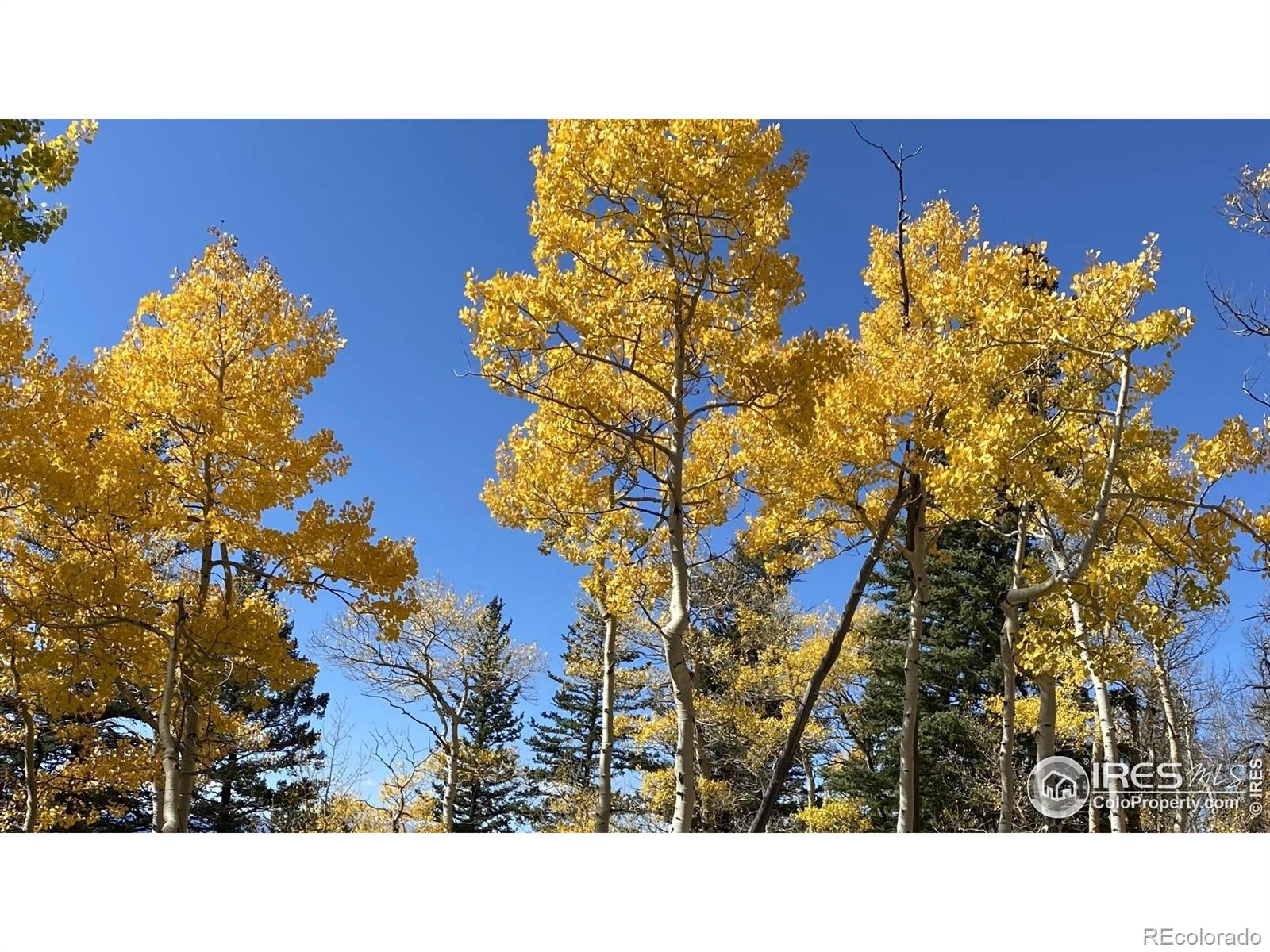 MLS Image #24 for 1555  three peaks road,golden, Colorado