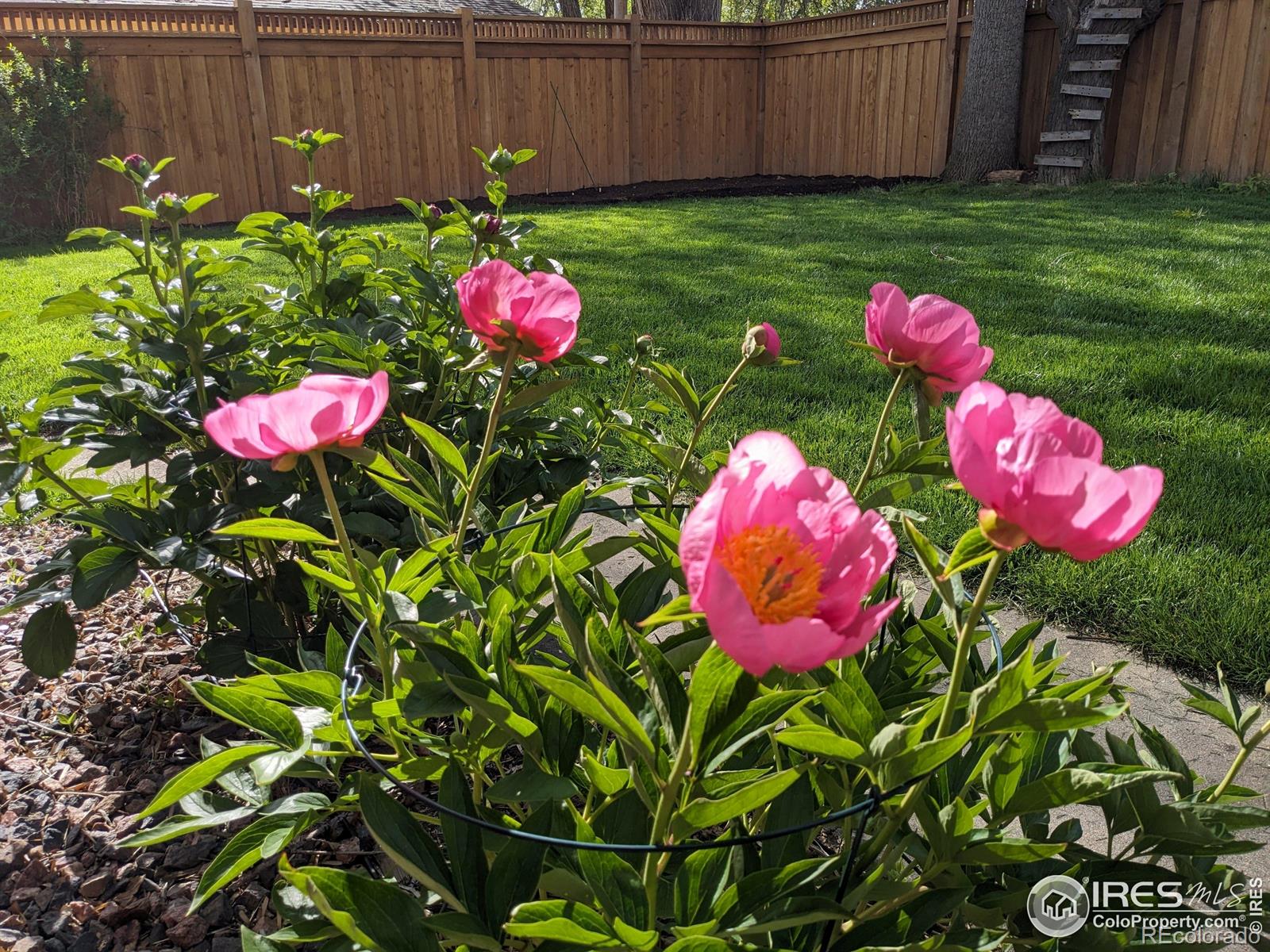 MLS Image #35 for 1245  longs peak avenue,longmont, Colorado