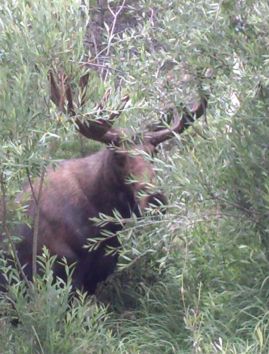 CMA Image for 527  GCR 494 ,Grand Lake, Colorado