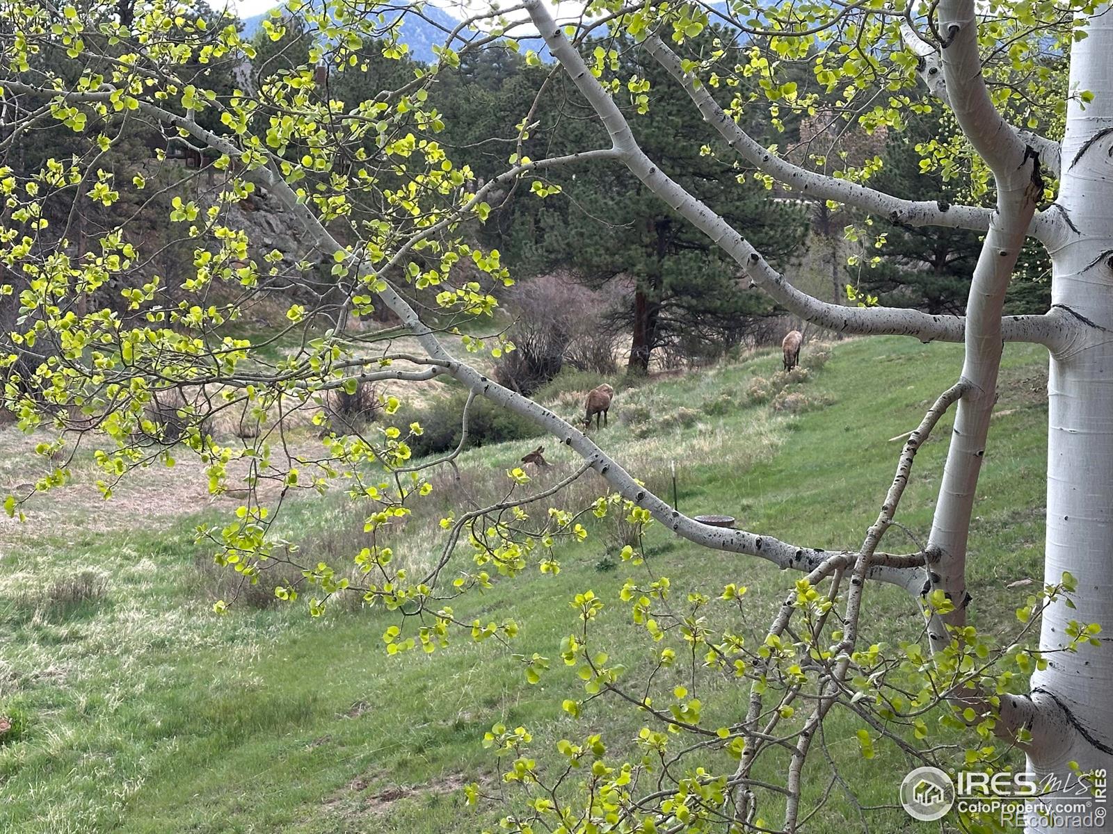MLS Image #25 for 492  macgregor avenue,estes park, Colorado
