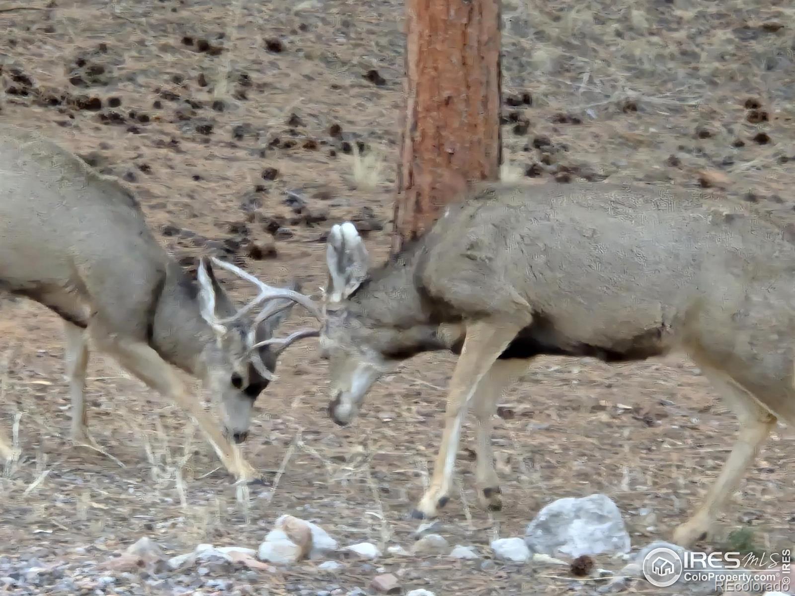 MLS Image #37 for 453  black fawn lane,westcliffe, Colorado