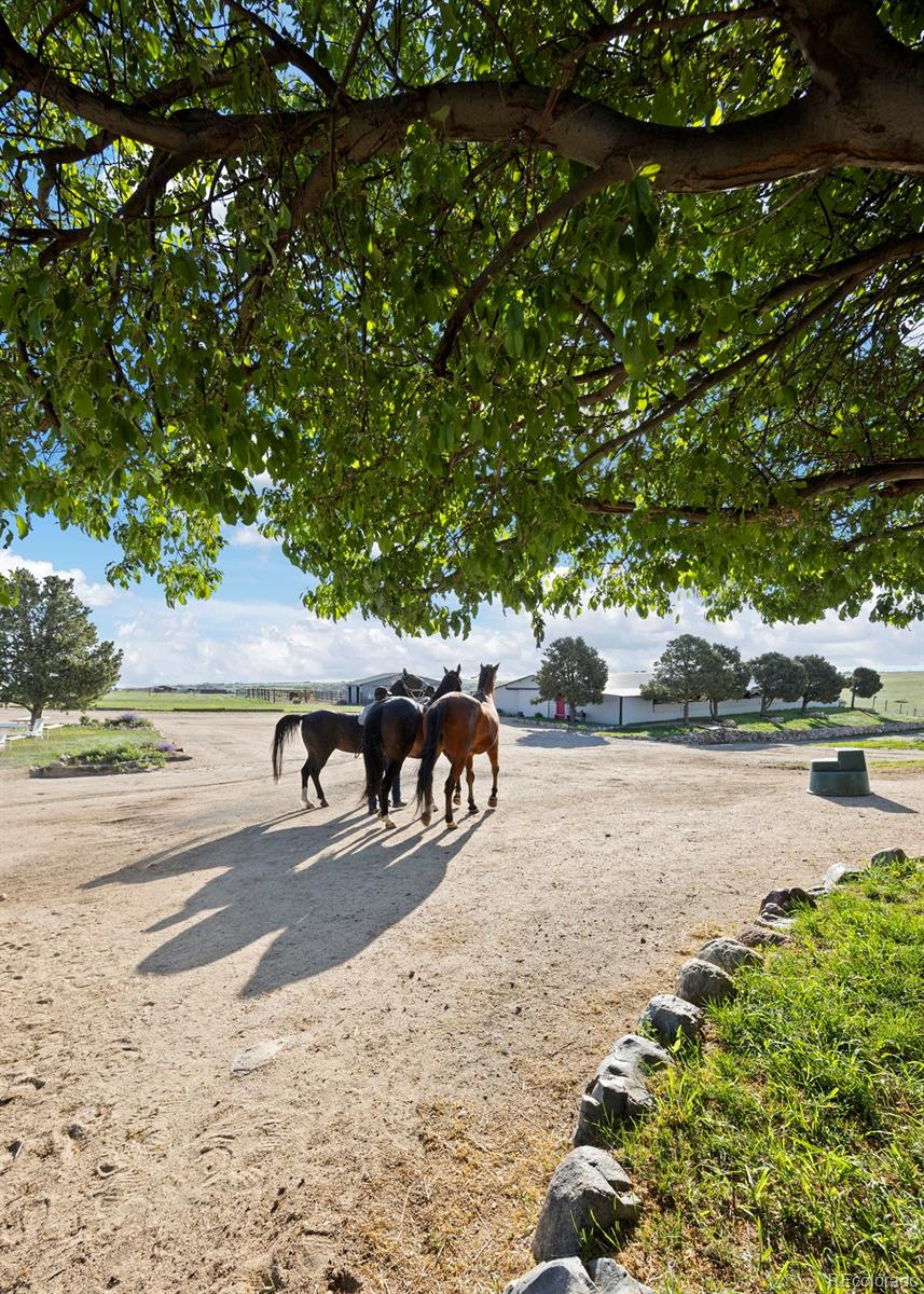 MLS Image #26 for 1705  outter marker road,castle rock, Colorado
