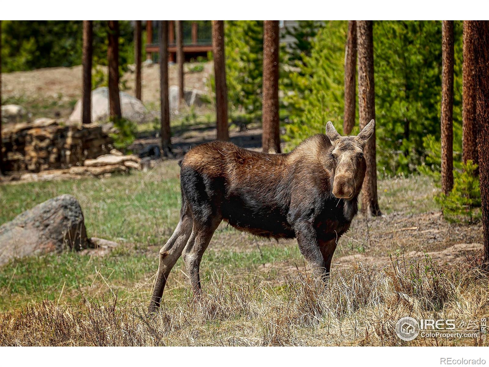 MLS Image #35 for 47  county road 471 ,grand lake, Colorado