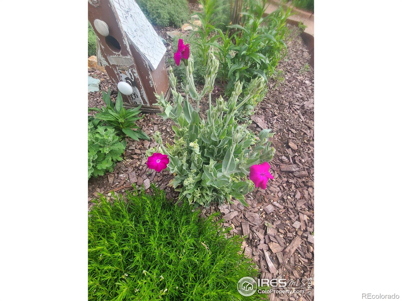 MLS Image #31 for 3730  garfield avenue,wellington, Colorado