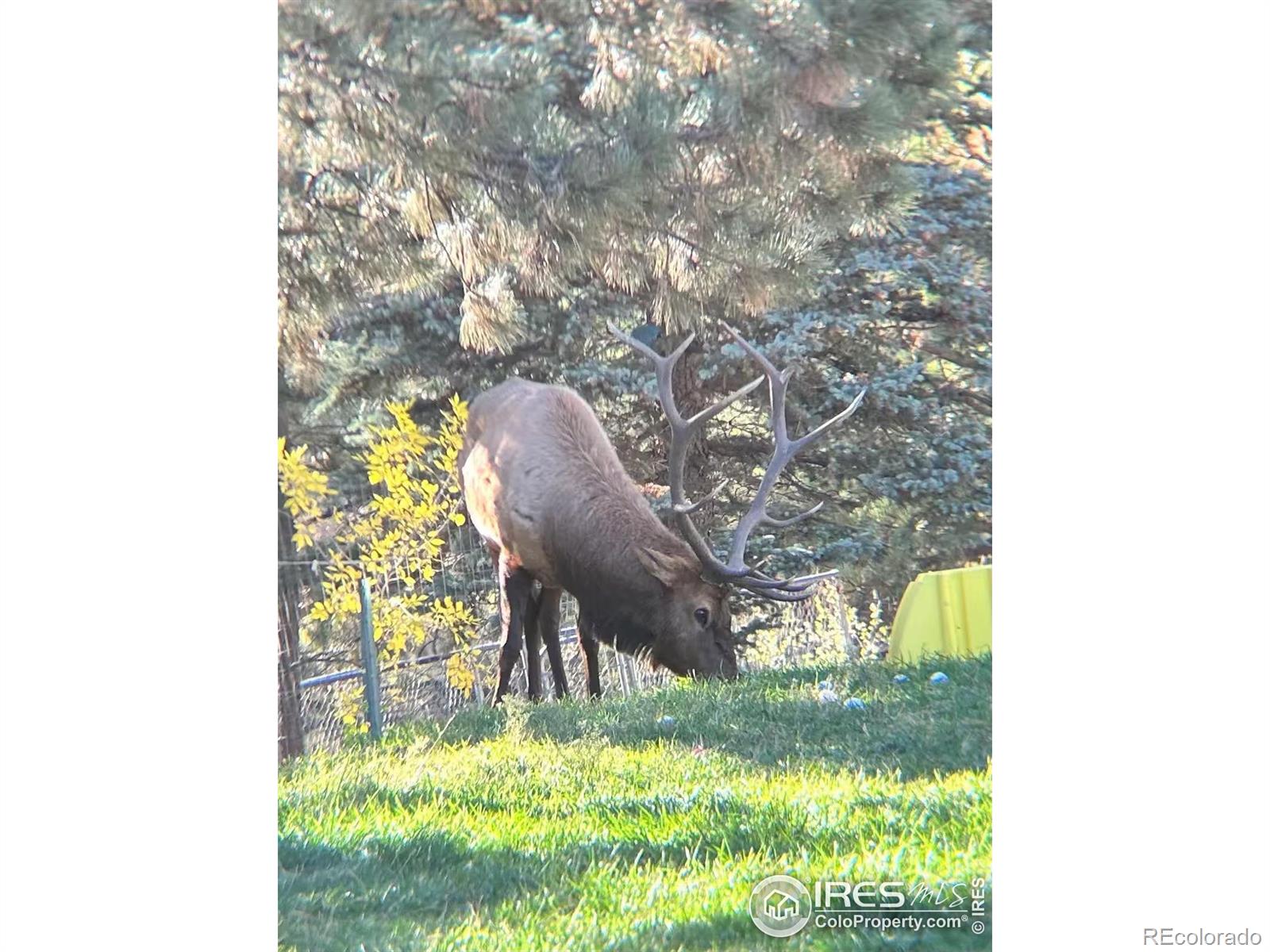 MLS Image #29 for 60  sylvia court,loveland, Colorado