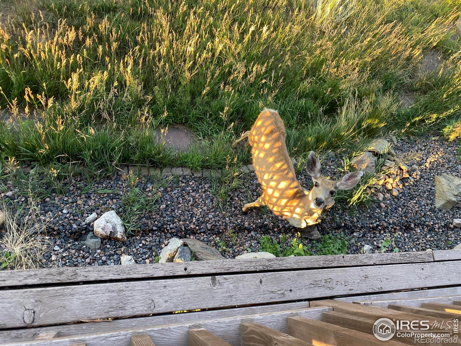 MLS Image #32 for 60  sylvia court,loveland, Colorado