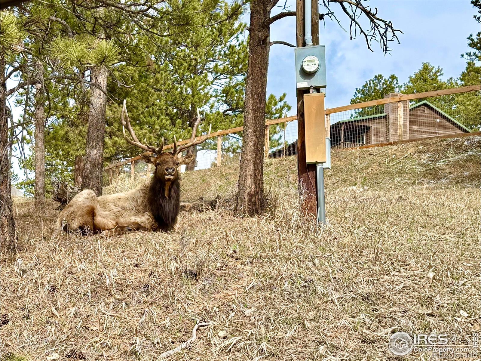 MLS Image #34 for 60  sylvia court,loveland, Colorado