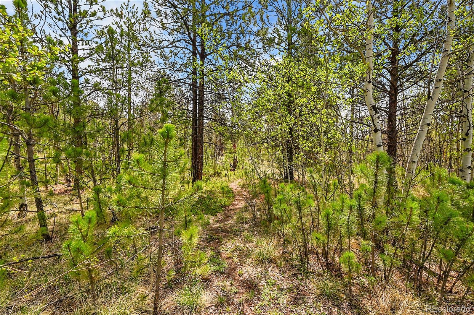 MLS Image #8 for 101  campbell road,bailey, Colorado